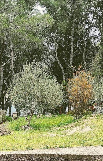 Apartment Maya Stari Grad  Eksteriør bilde